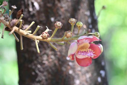 Couroupita guianensis (arbre boulet de canon)