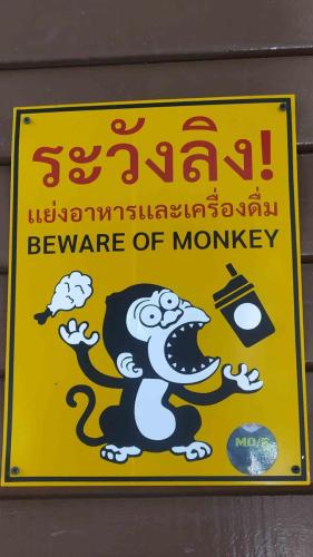 Attention singes voleurs