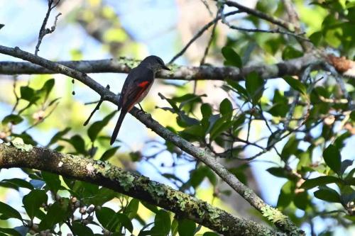 Minivet rose