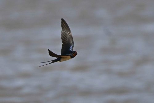 Hirondelle rustique