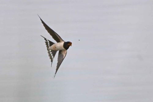 Hirondelle rustique