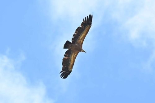 Vautour fauve