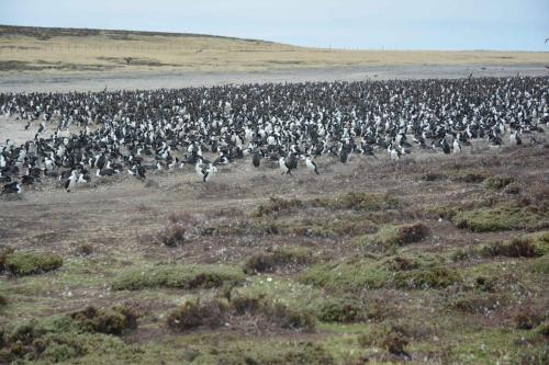 Cormorans impériaux