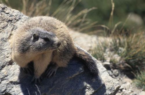 Marmotte