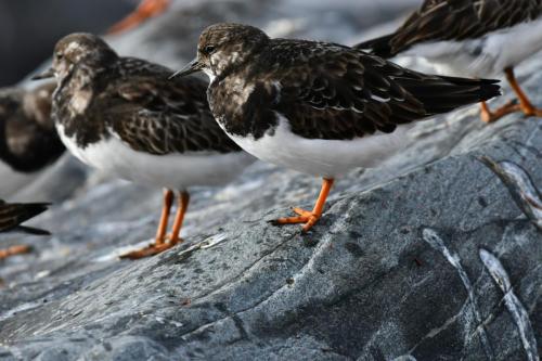 Tournepierres à collier