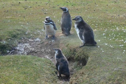 Manchots de Magellan