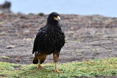 Caracara austral