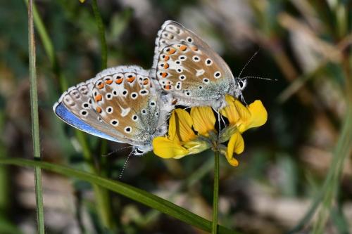 Azuré de la Bugrane