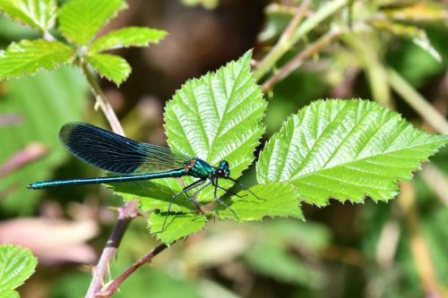 Caloptéryx éclatant (Calopteryx splendens)