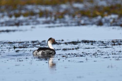 Grèbe aux belles joues