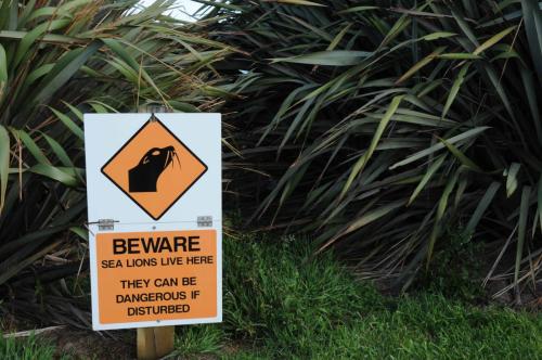 Les lions de mer s'aventurent parfois dans le camping 