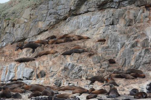 Otaries à fourrure d'Australie