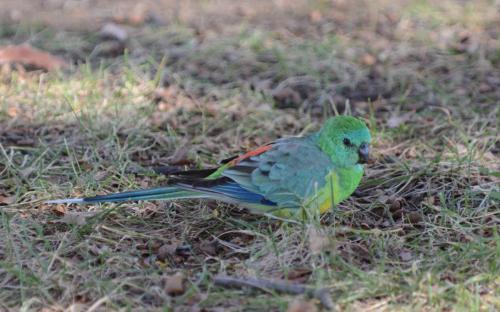 Perruche à croupion rouge