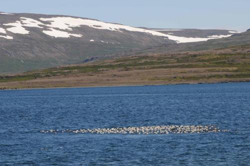 Groupe d'Eiders à duvet