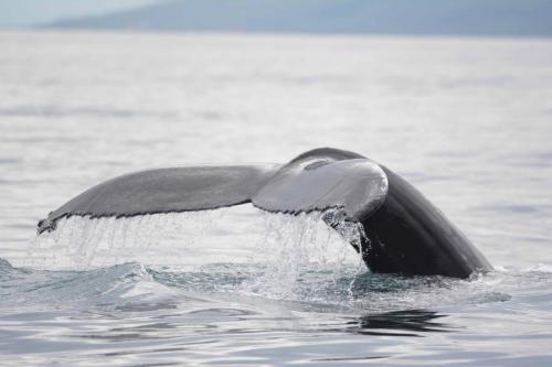 Baleine à bosse