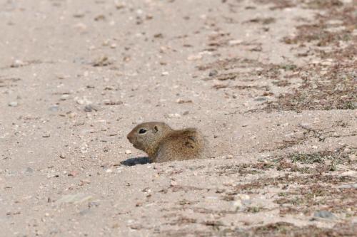 Wyoming Ground Squirrel
