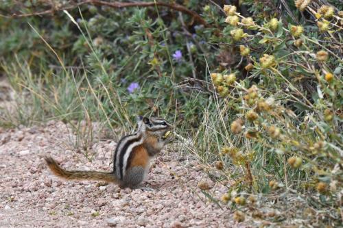 Least Chipmunk