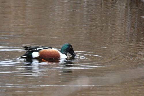Canard souchet (male)