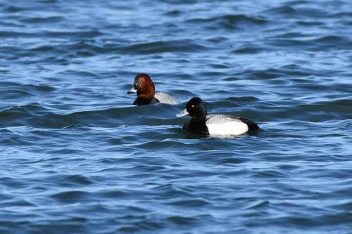 Fuligule à tête noire et fuligule milouin