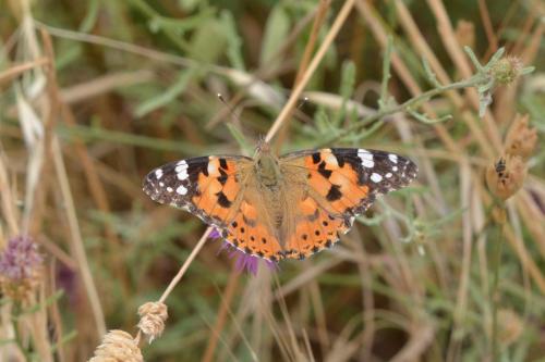 Belle Dame (Vanessa cardui)