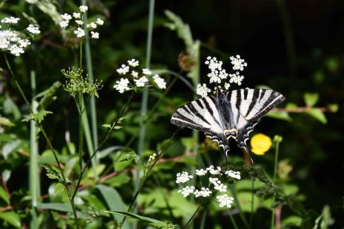 Flambé (Iphiclides podalirius)
