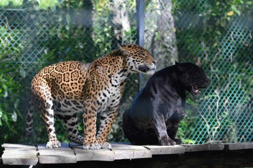Jaguars