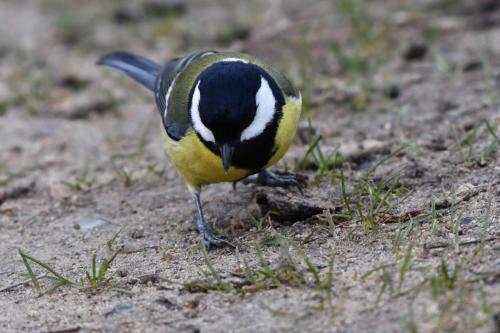 Mésange charbonnière
