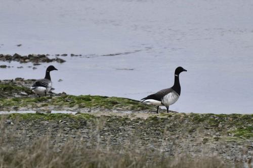 Bernaches cravants à ventre pâle