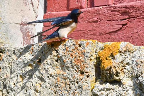 Hirondelle rustique