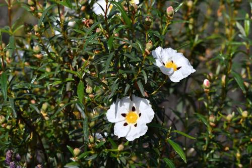Cistes (Cistus ladanifer)
