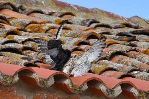 Faucon crécerellette et étourneau unicolore