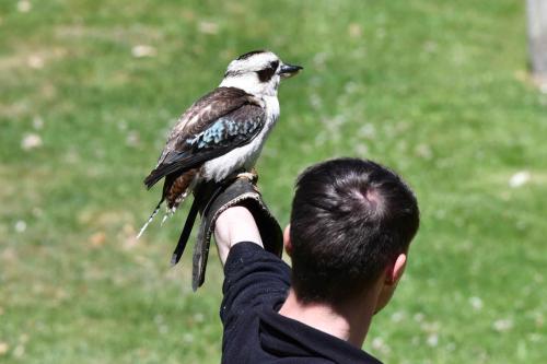 Martin-chasseur géant