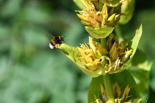 Bourdon sur Gentiane jaune