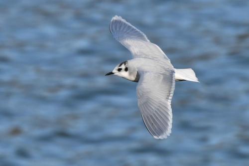 Mouette pygmée (adulte)