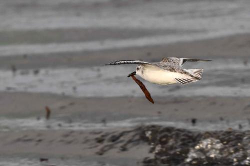 Bécasseau sanderling