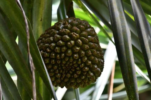 Pandanus