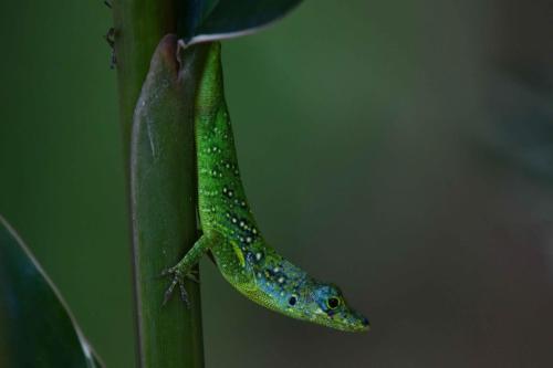 Anolis Roquet
