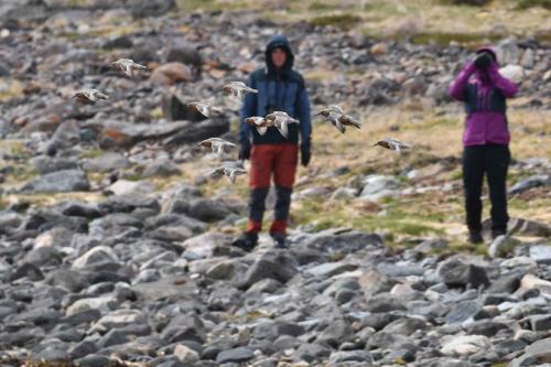 Bécasseaux maubèches