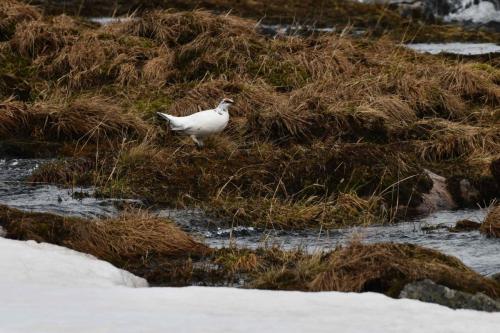 Lagopède alpin, mâle