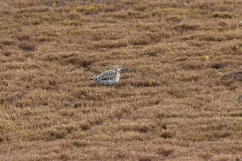 Combattant varié, femelle
