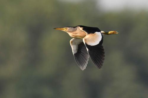 Blongios nain (mâle)