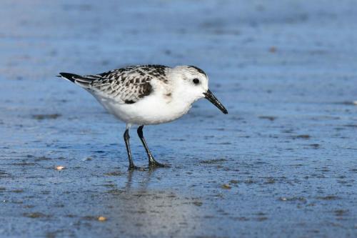 Bécasseau sanderling