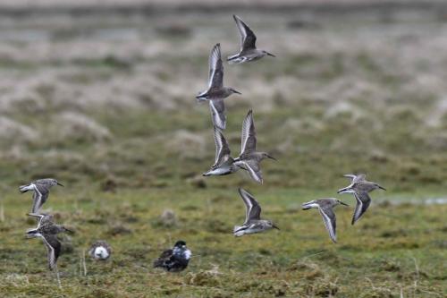 Bécasseaux variables