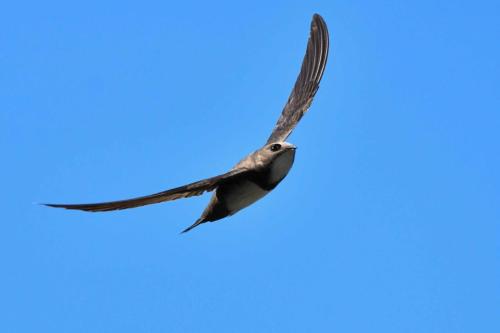 Martinet à ventre blanc
