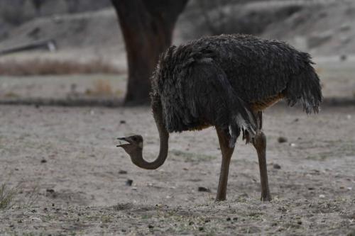 Autruche