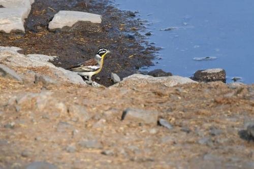 Bruant à poitrine dorée