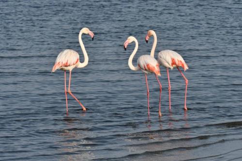 Flamants roses