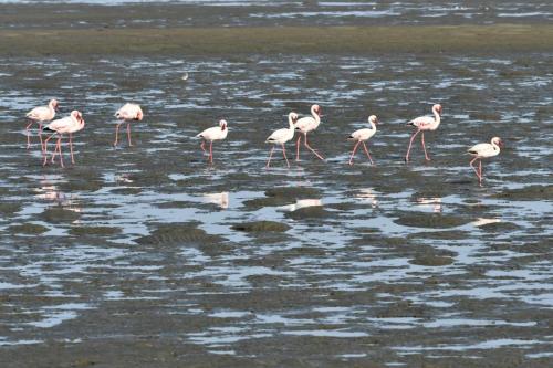 Flamants nains