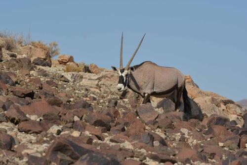 Oryx