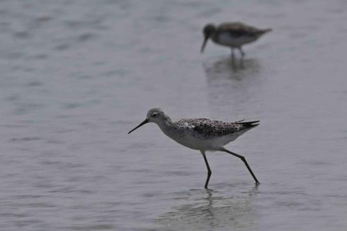 Chevalier stagnatile